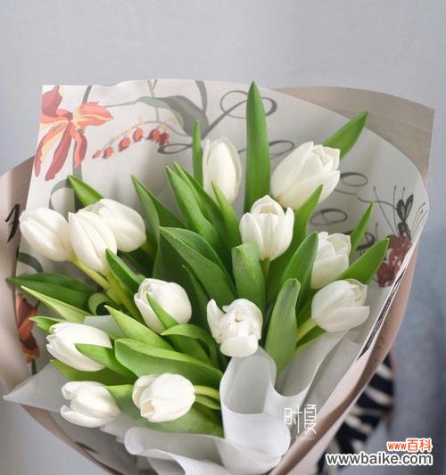 白色郁金香的寓意与象征 白色郁金香的花语