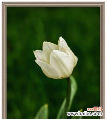 白色郁金香的寓意与象征 白色郁金香的花语
