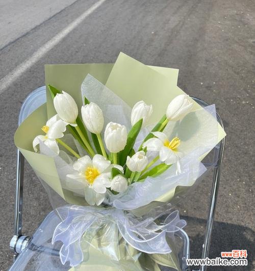 拥抱希望 白色郁金香