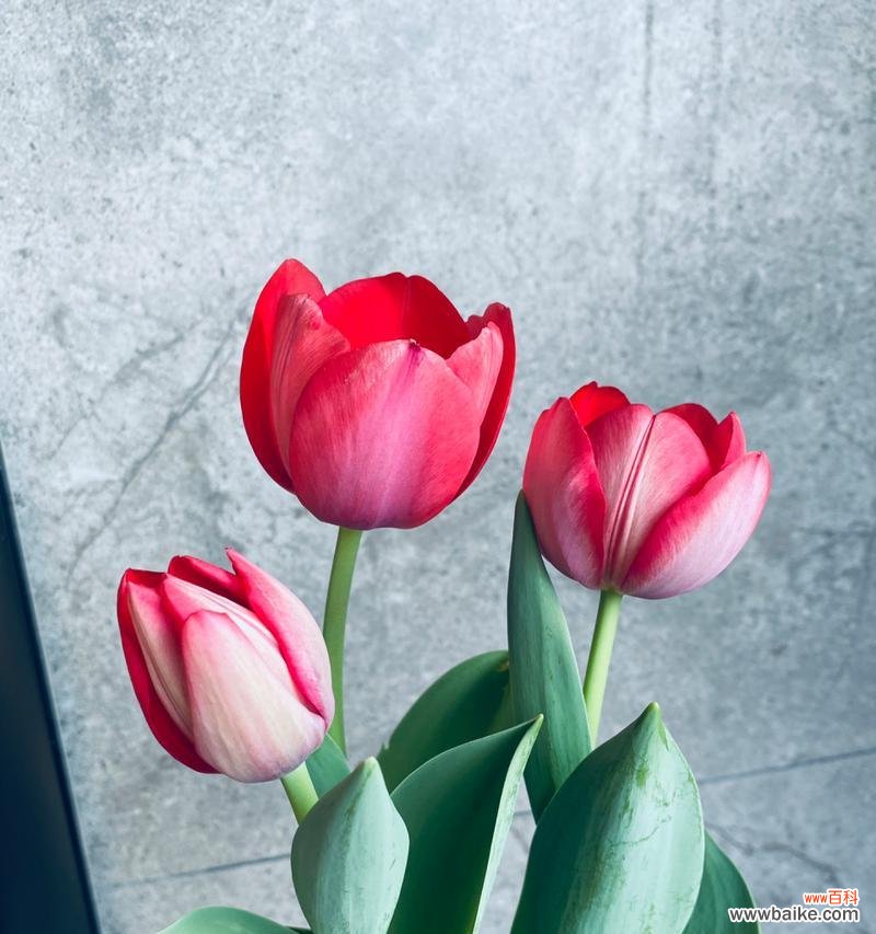 拥抱希望 白色郁金香