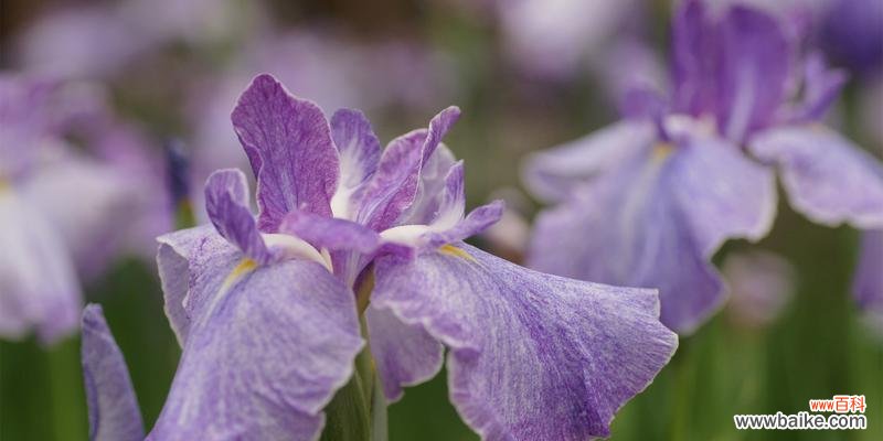 探寻鸢尾花花语的奥秘 白色鸢尾花与紫色鸢尾花