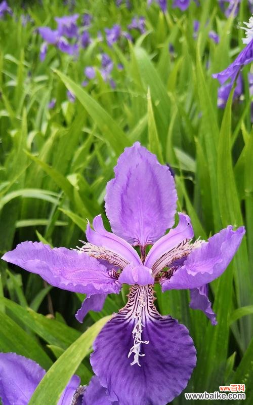 探寻鸢尾花花语的奥秘 白色鸢尾花与紫色鸢尾花