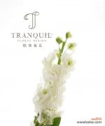 探寻白色紫罗兰的花语及寓意 白色紫罗兰的花语