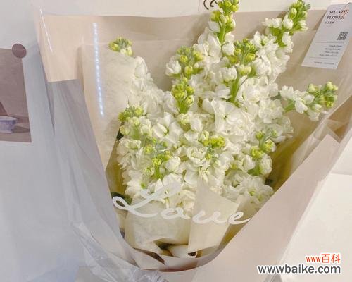 探寻白色紫罗兰花语 白色紫罗兰花语