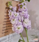 探寻白色紫罗兰花语 白色紫罗兰花语