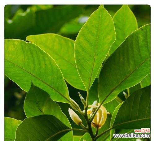 白玉兰的花语与传承千年的文化 白玉兰的花语与美丽的寓意