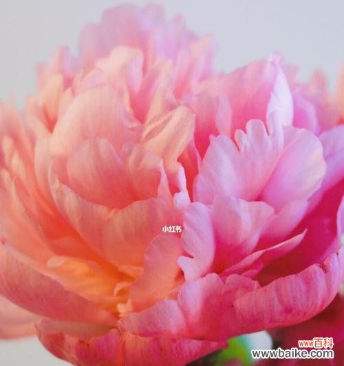 白芍药 白芍药花语