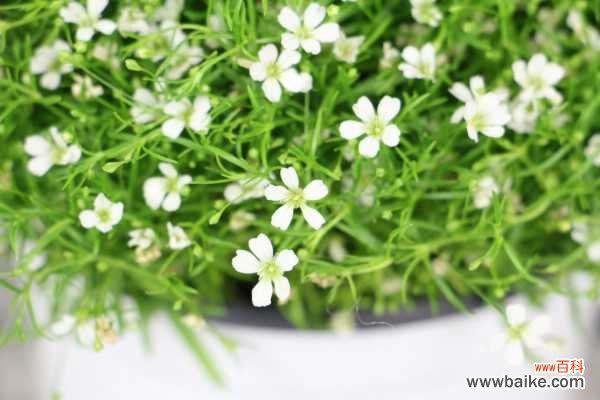 满天星黄叶的原因和处理办法