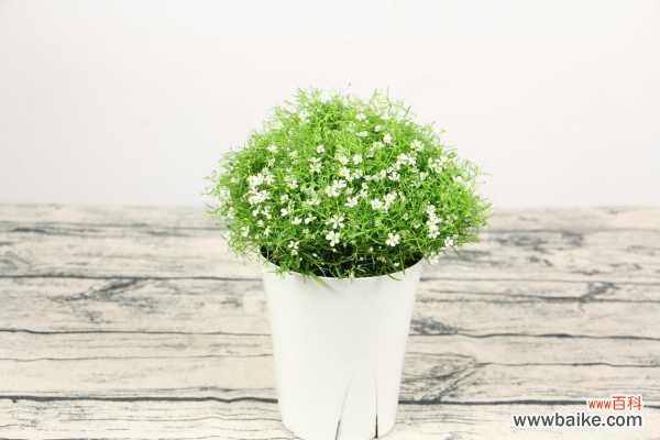 满天星黄叶的原因和处理办法