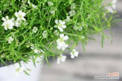 满天星黄叶的原因和处理办法