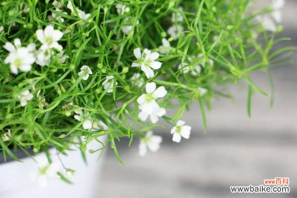 满天星黄叶的原因和处理办法