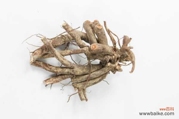 牡丹烂根怎么补救