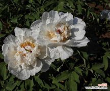 牡丹烂根怎么补救