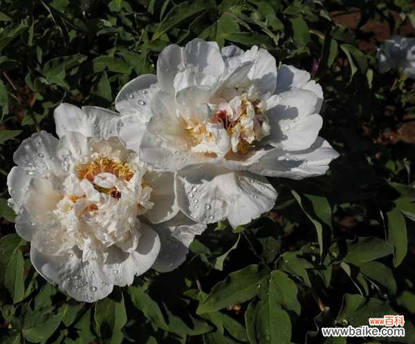 牡丹烂根怎么补救