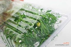 玛格丽特黄叶的原因和处理办法