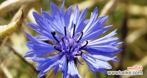 矢车菊花语的浪漫与坚强 白羊座的守护花