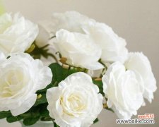 以花言巧语传递情感 白山茶花语的美丽寓意