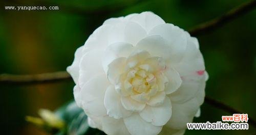 以花言巧语传递情感 白山茶花语的美丽寓意