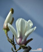 探寻白玉兰花的花语以及象征的意义 白玉兰花的花语与寓意