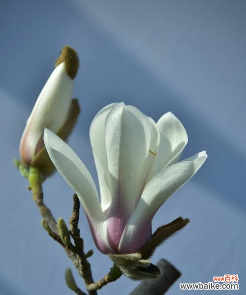 探寻白玉兰花的花语以及象征的意义 白玉兰花的花语与寓意