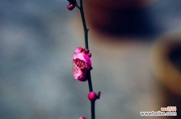 梅花黄叶的原因和处理办法