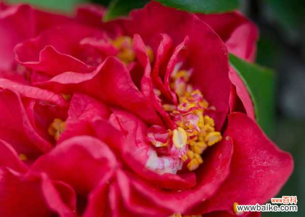 茶花烂根怎么救治