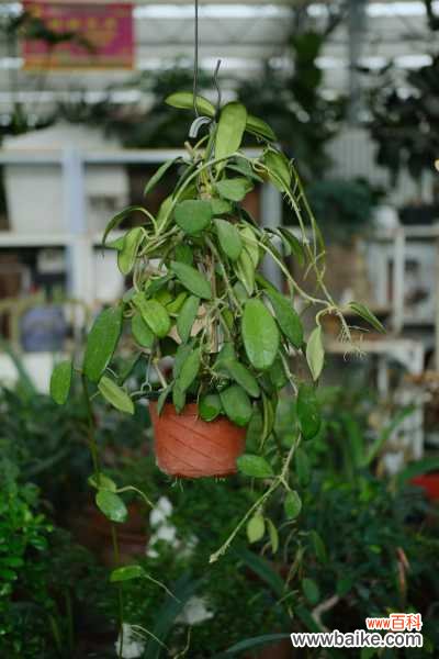 球兰黄叶的原因和处理办法