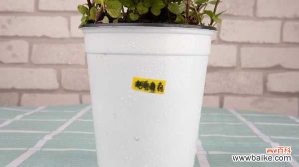 薄荷烂根是怎么回事