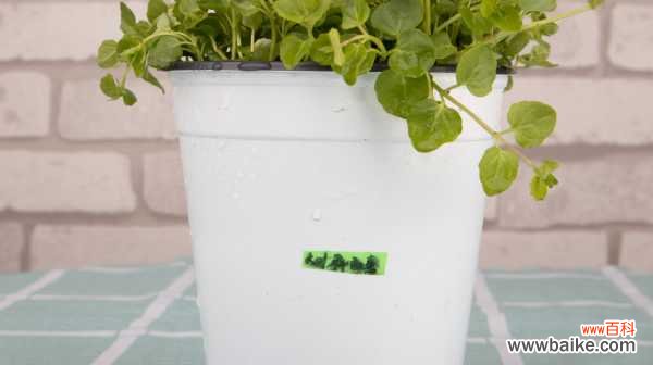 薄荷烂根是怎么回事