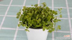 薄荷烂根是怎么回事