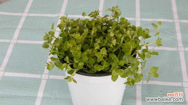 薄荷烂根是怎么回事