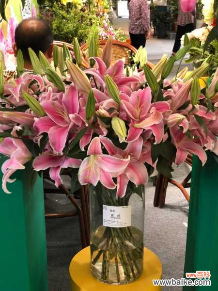 百合烂根怎么处理