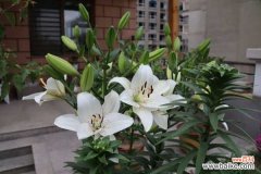 百合烂根怎么处理