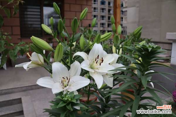 百合烂根怎么处理