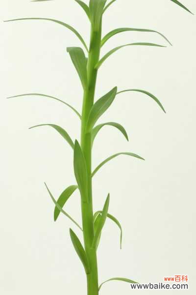 百合烂根怎么处理