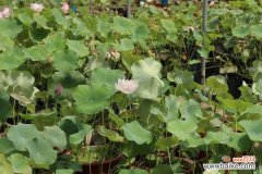 莲花烂根是怎么回事