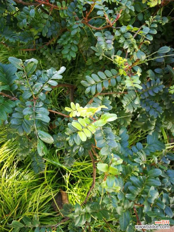 清香木黄叶的原因和处理办法