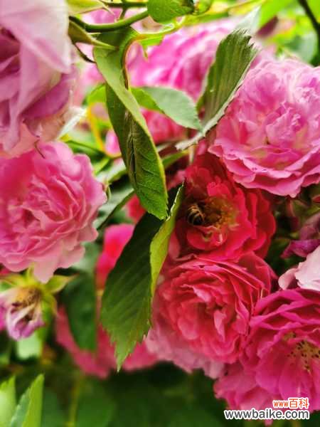 蔷薇黄叶的原因和处理办法