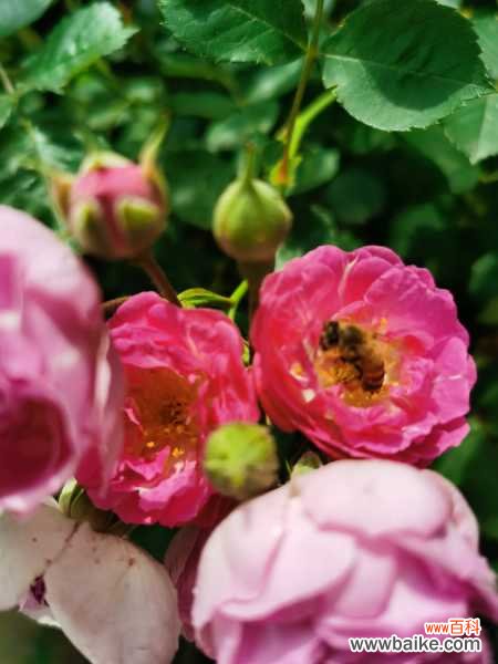 蔷薇黄叶的原因和处理办法