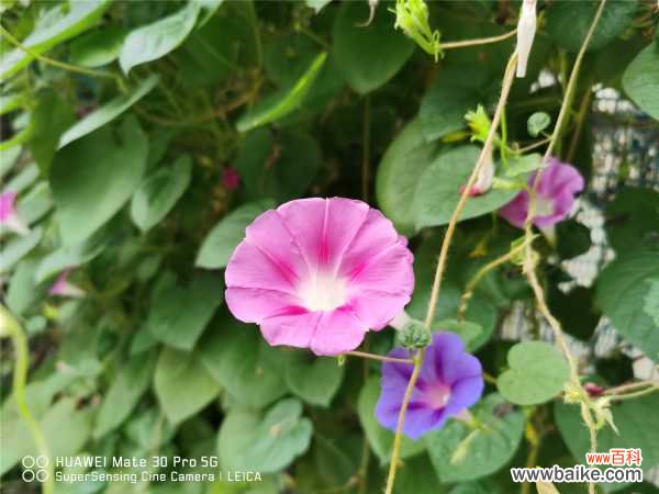 牵牛花黄叶的原因和处理办法