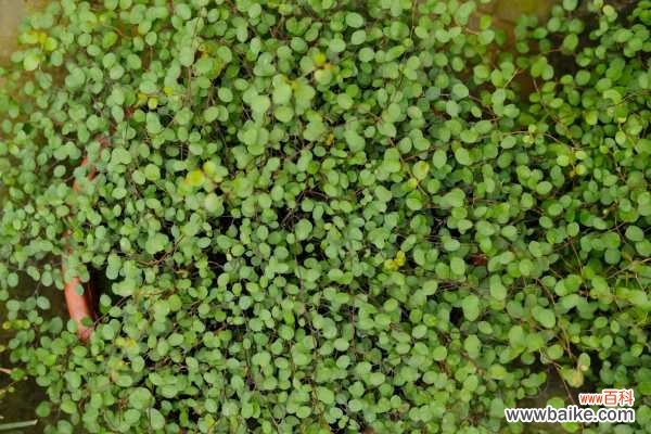 千叶吊兰黄叶的原因和处理办法