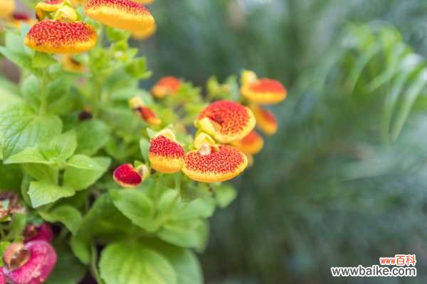 蒲包花黄叶的原因和处理办法