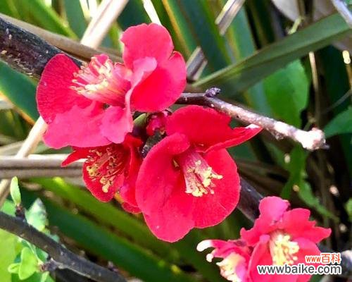 唤醒心灵的绽放之美——海棠花语解读 海棠花语