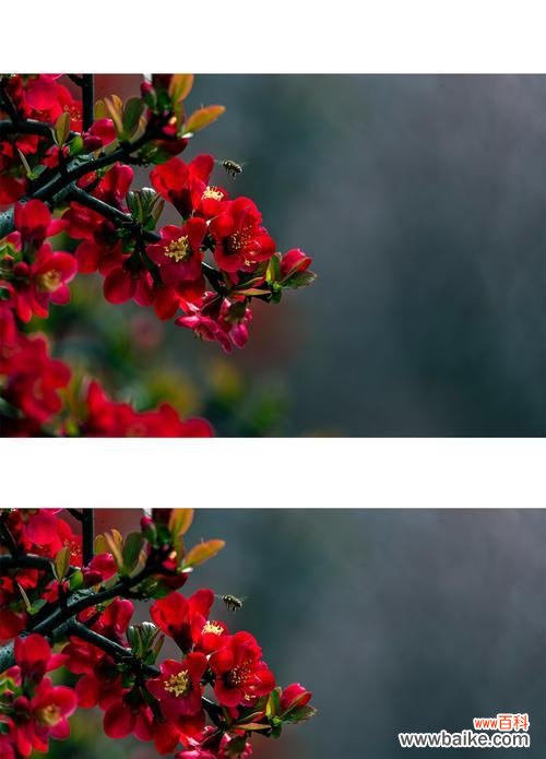 唤醒心灵的绽放之美——海棠花语解读 海棠花语