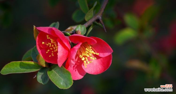 唤醒心灵的绽放之美——海棠花语解读 海棠花语