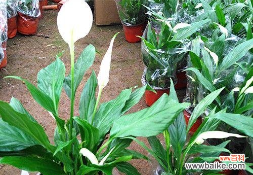 用“生命”感悟“生活”的奥秘 天竺水培的寓意与启示