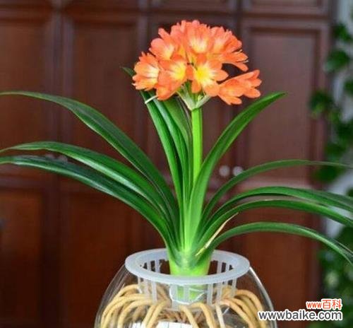 用“生命”感悟“生活”的奥秘 天竺水培的寓意与启示