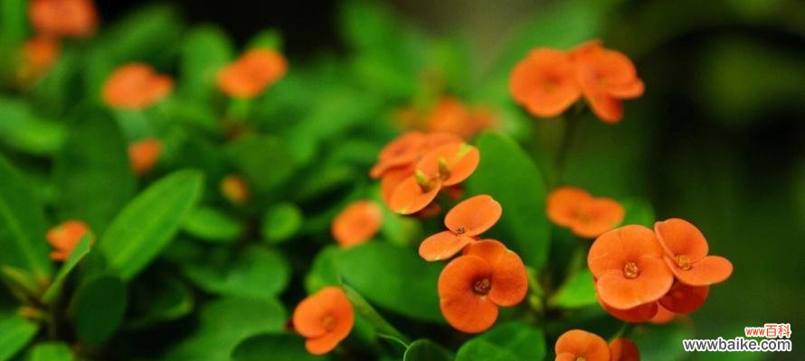 铁海棠的花语及其象征意义 铁海棠花语