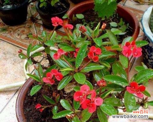 铁海棠的花语及其象征意义 铁海棠花语