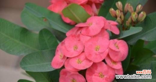 铁海棠的花语及其象征意义 铁海棠花语